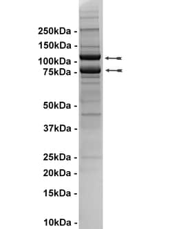 Eurofins DiscoverX PI3 Kinase (p110 (E545K)/p85 ) Human Protein 10 &mu;g | Buy Online | Eurofins DiscoverX | Fisher Scientific